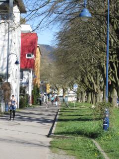 Vaubanallee mit alten Linden