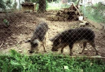 Wildschweine bei SUSI Haus D